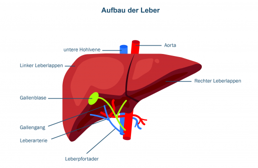 Leberzirrhose | Besser leben mit der Erkrankung